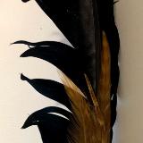 Saging Feather 5