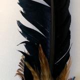 Saging Feather 3