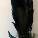 Saging Feather 6