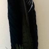 Saging Feather 4